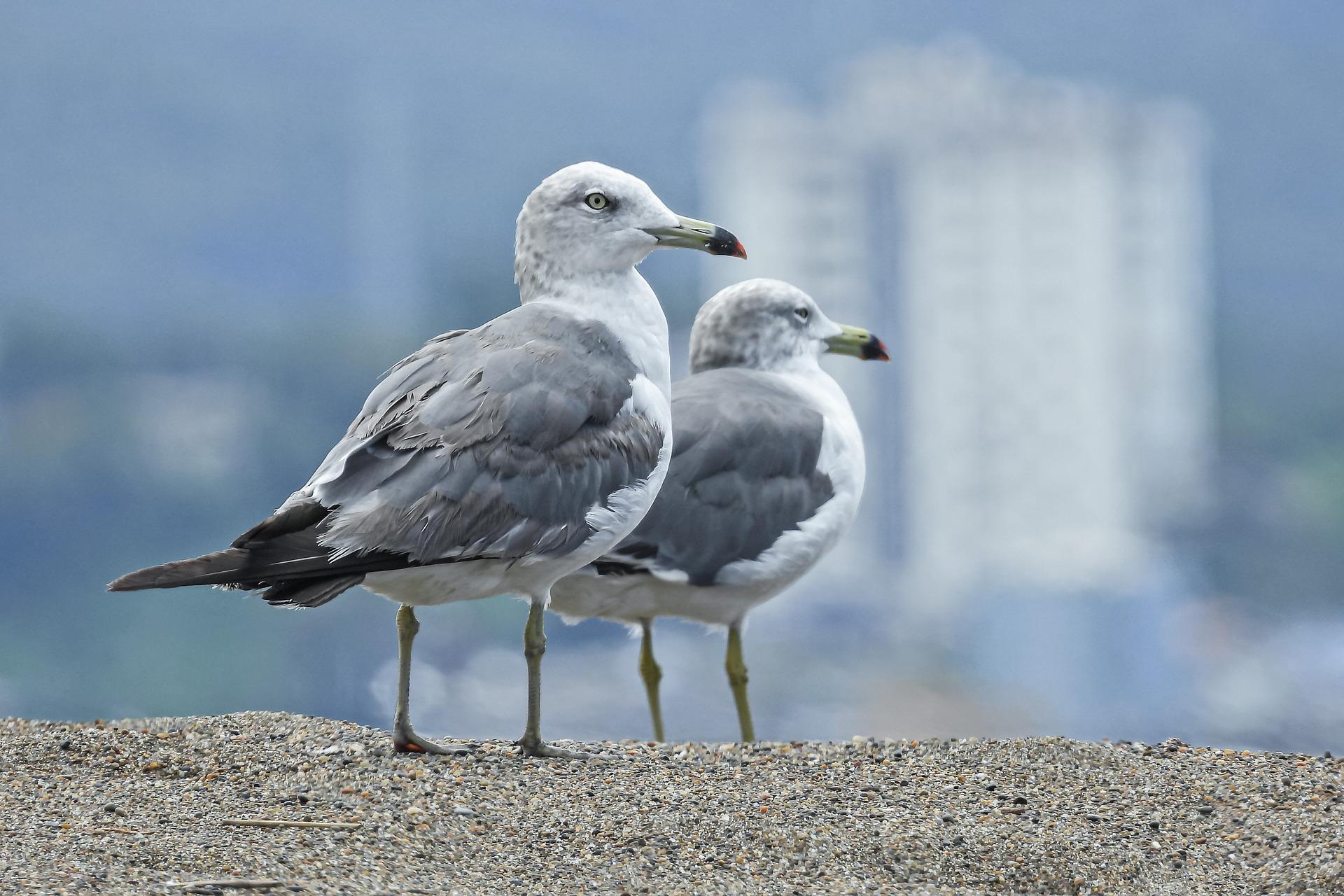 seagulls